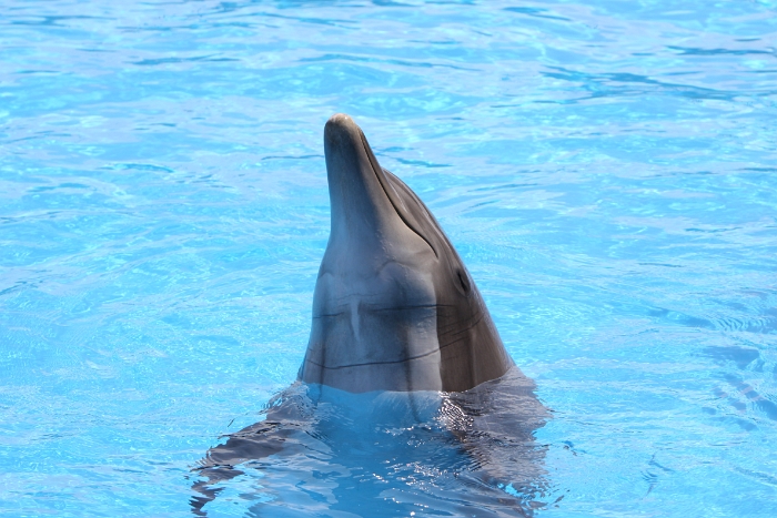 Marineland - Dauphins - 013